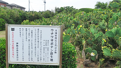 ファイル 3965-1.jpg