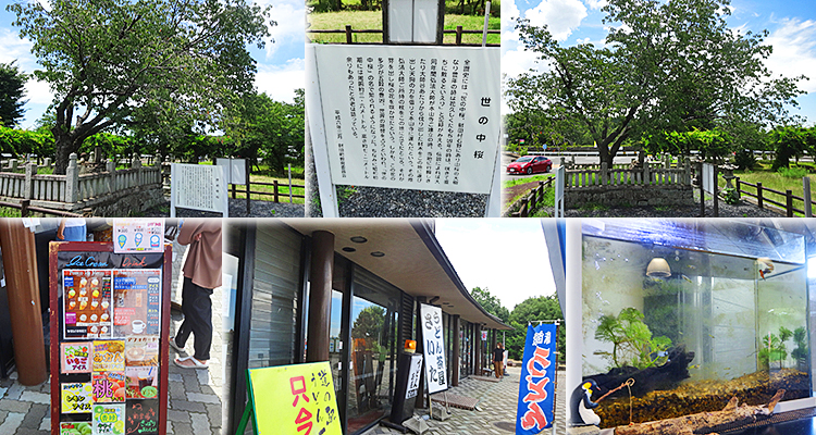 ファイル 3981-2.jpg