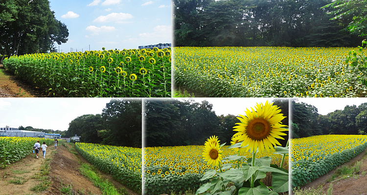 ファイル 3994-2.jpg