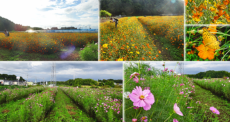 ファイル 4003-3.jpg